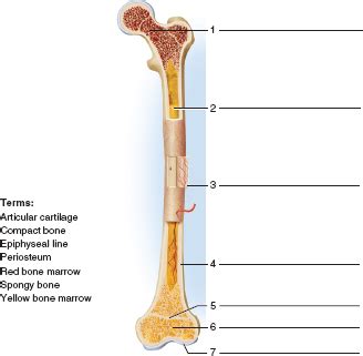 The bone would be more flexible. Solved: Identify the structures indicated in figures 12.8 ...