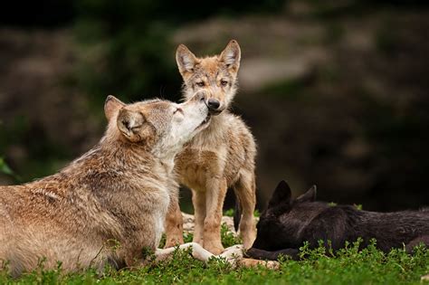 Wolves Baby Care Predators Lying Grass Wallpaper Coolwallpapersme
