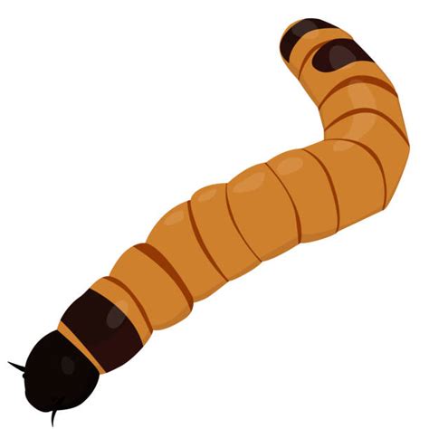 Mealworm Isolated Illustrations Royalty Free Vector Graphics And Clip