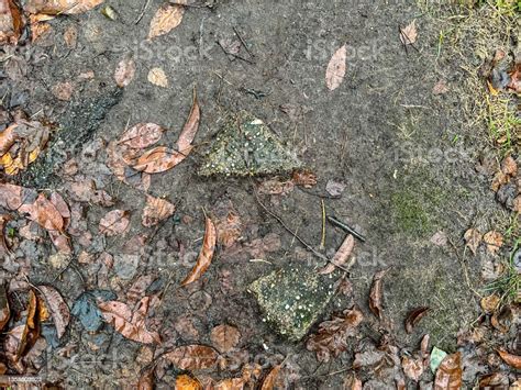 A Wet Forest Floor With Stones And Some Foliage Stock Photo Download