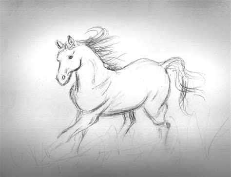 Beautiful Horse Drawing At Explore Collection Of