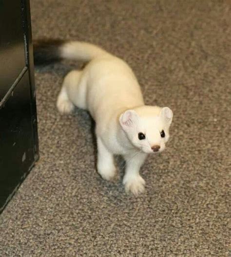 This Is A Stoat Also Called Ermine When Wearing Its Winter Coat Of