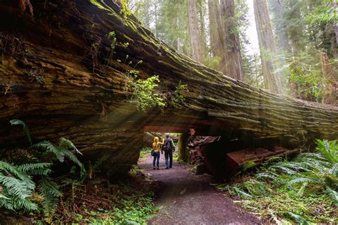 Hikes In The Redwoods For Families - This Crazy Adventure Called Life