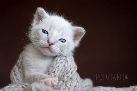 Blue Eyed Siamese Kitten | Newborn Photo Shoot | Pet Photography