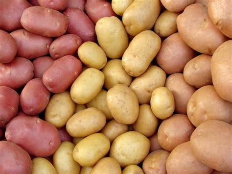 Argentina Approves Disease Resistant Gm Potato