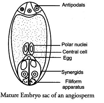 Draw A Neat Labelled Diagram Of A Mature Embryo Sac Code No Ns My XXX