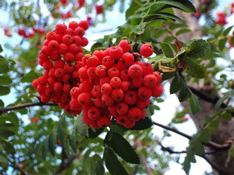 Five Native Berry Producing Trees And Shrubs For Birds — Ontario Native