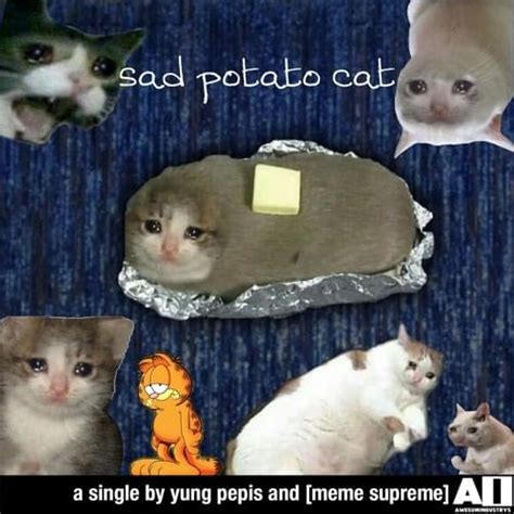 Meme Supreme Sad Potato Cat Lyrics Genius Lyrics