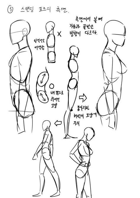 Anatomy Drawing Male Pose And Body Drawing Reference Female Profile