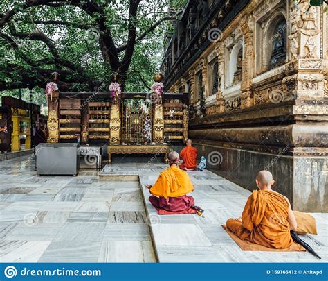 Bodhi Bo Or Bodh Tree With Yellow Buddhist Monk Robe Tight Around