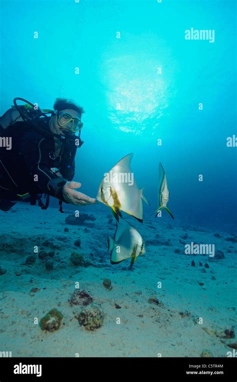 Egypt Red Sea Scuba Diver With Circular Batfish Platax Orbicularis