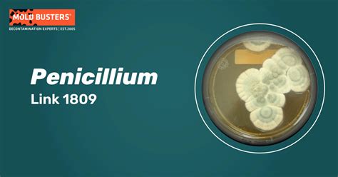 Penicillium Species Allergy Effects And Treatment Mold Busters