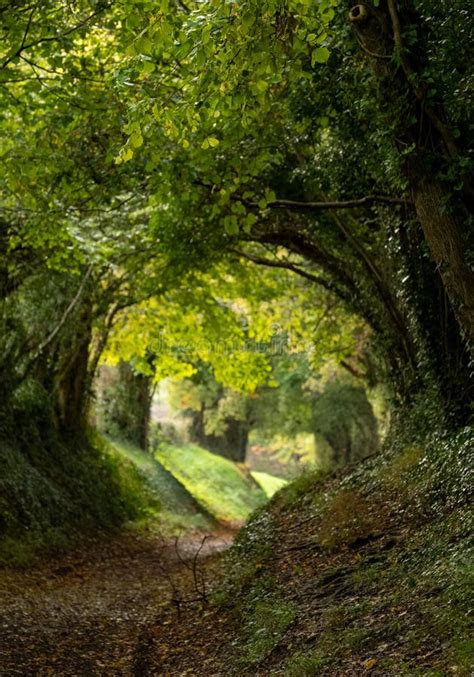 Halnaker Tree Tunnel In West Sussex Uk With Sunlight Shining In Through