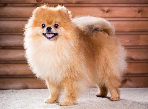 Which Pomeranian Mix Is The Best One For You K9 Web