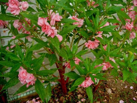 Nah di vidio kali ini tentang pruning sawit pokok rendah. BUKU TANAMAN PENDIDIKAN KHAS: TANAMAN HIASAN - BUKU ...
