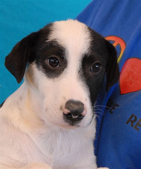 Get a boxer, husky, german shepherd beautiful female corgi puppy for sale. The California Dreaming Puppies, debuting for adoption!