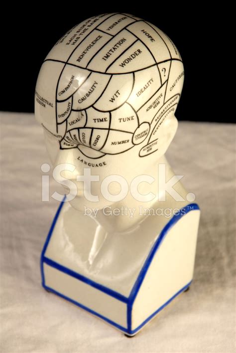 Phrenology Head Stock Photo Royalty Free Freeimages