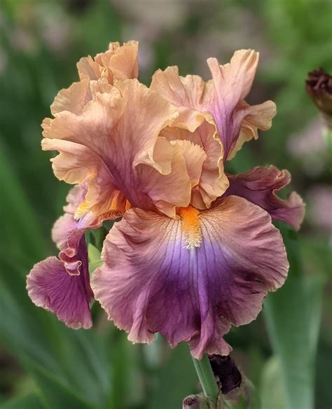 Tall Bearded Iris Iris Chasing Rainbows In The Irises Database