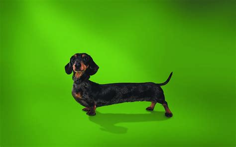 39 Funny Dachshund Wallpaper Wallpapersafari