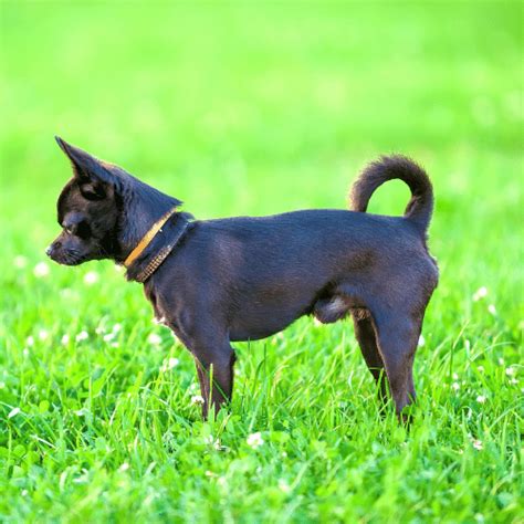Are Black Chihuahuas Rare