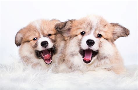 Yawning Fluffy Puppies Welsh Corgi Stock Photo Image 65576584