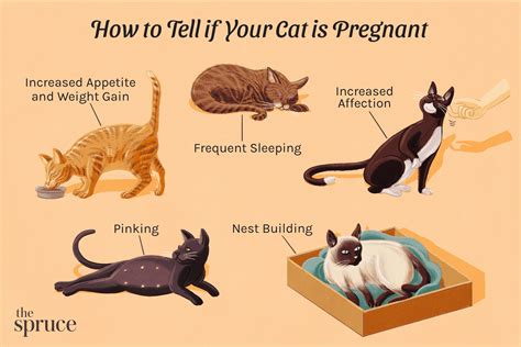 How To Find Out If A Cat Is Pregnant Birthdaypost10