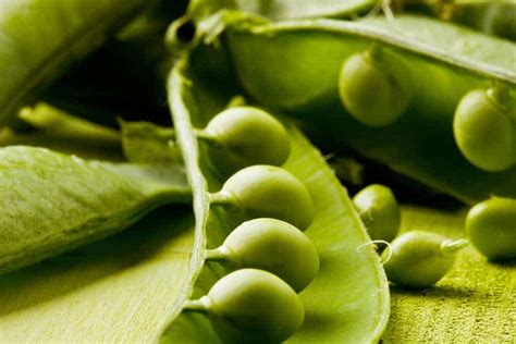 How To Grow Peas Hydroponically Best Pea Varieties
