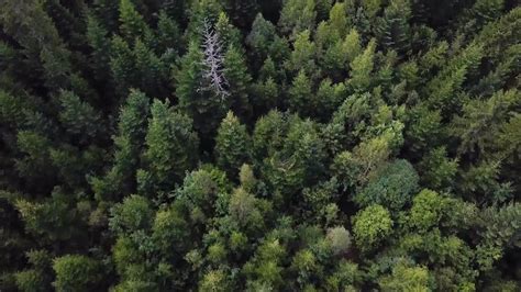 Pine Forest Aerial Top View Stock Video Motion Array