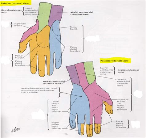 Hand Cutaneous Innervation Diagram Quizlet