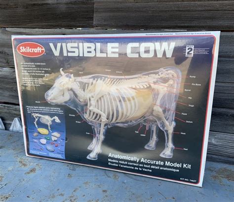 Great Lakes Vntg Nos Visible Cow Anatomically Correct Model Kit