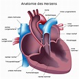 Anatomie des Herzens | Herzzentrum Brandenburg bei Berlin