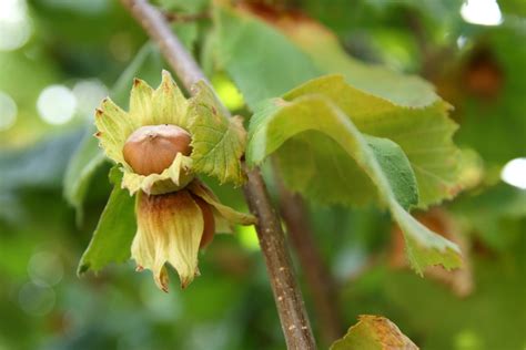 Grow Your Own Nuts The English Garden