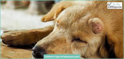 What Is A Sebaceous Cyst Dog And How To Drain A Cyst On Your Dog