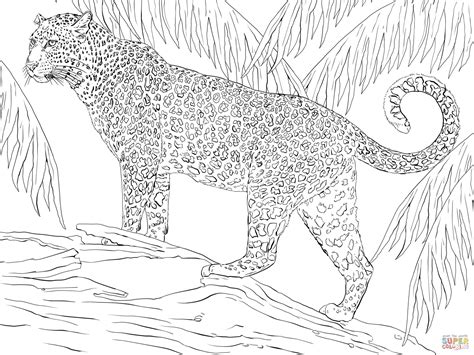 Coloriage Jaguar Dans La Forêt Coloriages à Imprimer Gratuits