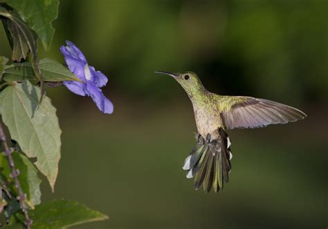 Free Images Nature Wing Flower Flying Wildlife Beak Hummingbird