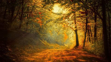 Download Wallpaper 2560x1440 Autumn Forest Road Trees Sunlight Qhd