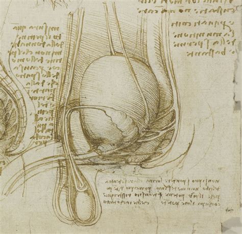 Leonardo Da Vinci And The Origin Of Semen Notes And Records The Royal Society Journal Of The