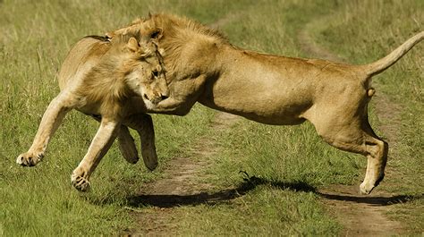 Lions Fighting My Hd Animals