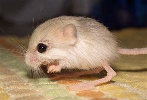 Jerboa One Of The Most Bizarre Cute Animals I Have Ever Seen Cute