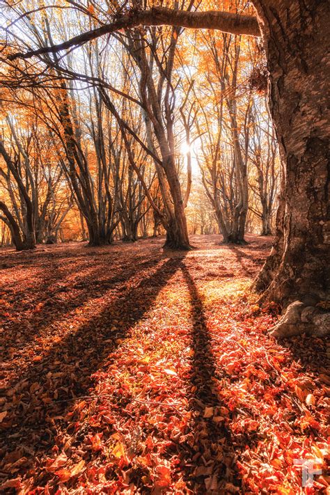 Free photo: Fall season - Autumn, Natural, Turning - Free Download - Jooinn