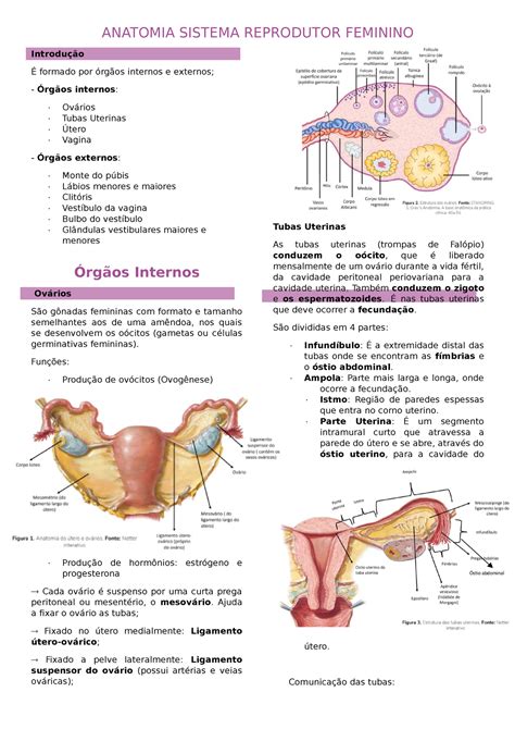 3 Anatomia Do Sistema Reprodutor Feminino Anatomia Sistema Reprodutor