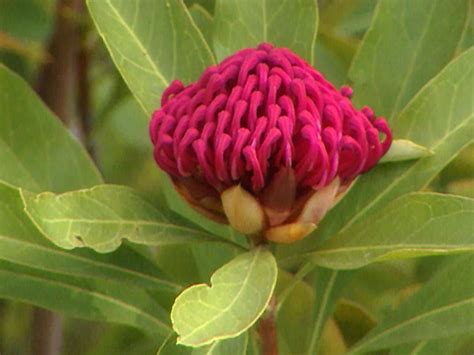 The pineapple plant produces more oxygen than most, therefore improving the air quality in a room, which in turn creates a better. Planting Australian Plants in Your Garden | HGTV