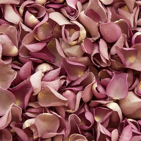 Biodegradable Rose Petal Wedding Confetti Lavender 2 Litres Amazon