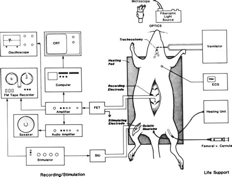 Diagram Manta Ray Ventral Diagram Mydiagramonline