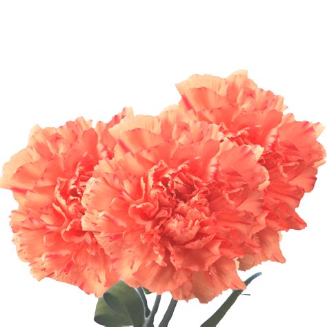Urban stems is a creative, unique florist. Premium Fall Colored Carnation Flowers | GlobalRose
