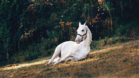 Good Names For White Horses Mares Stallions And Geldings