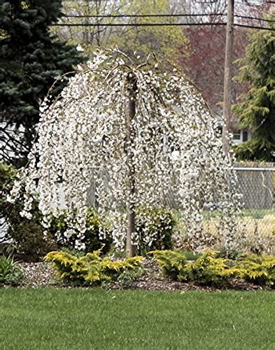 Best Dwarf Weeping Cherry Tree