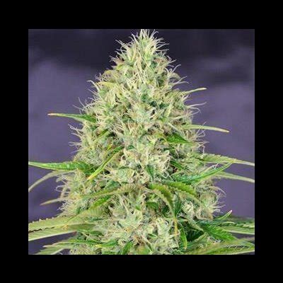 Amnesia Haze Seeds