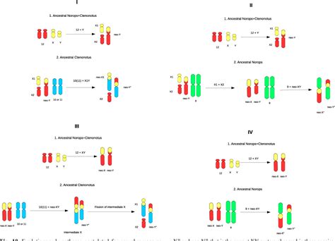 Figure 10 From New Insights Into Sex Chromosome Evolution Free