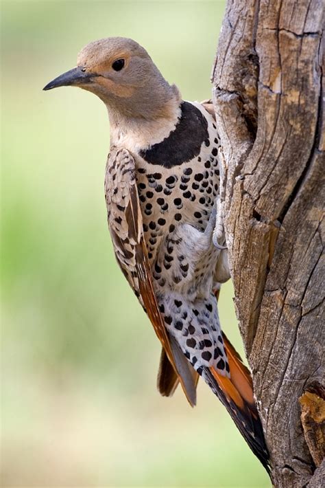 Northern Flicker Simple English Wikipedia The Free Encyclopedia